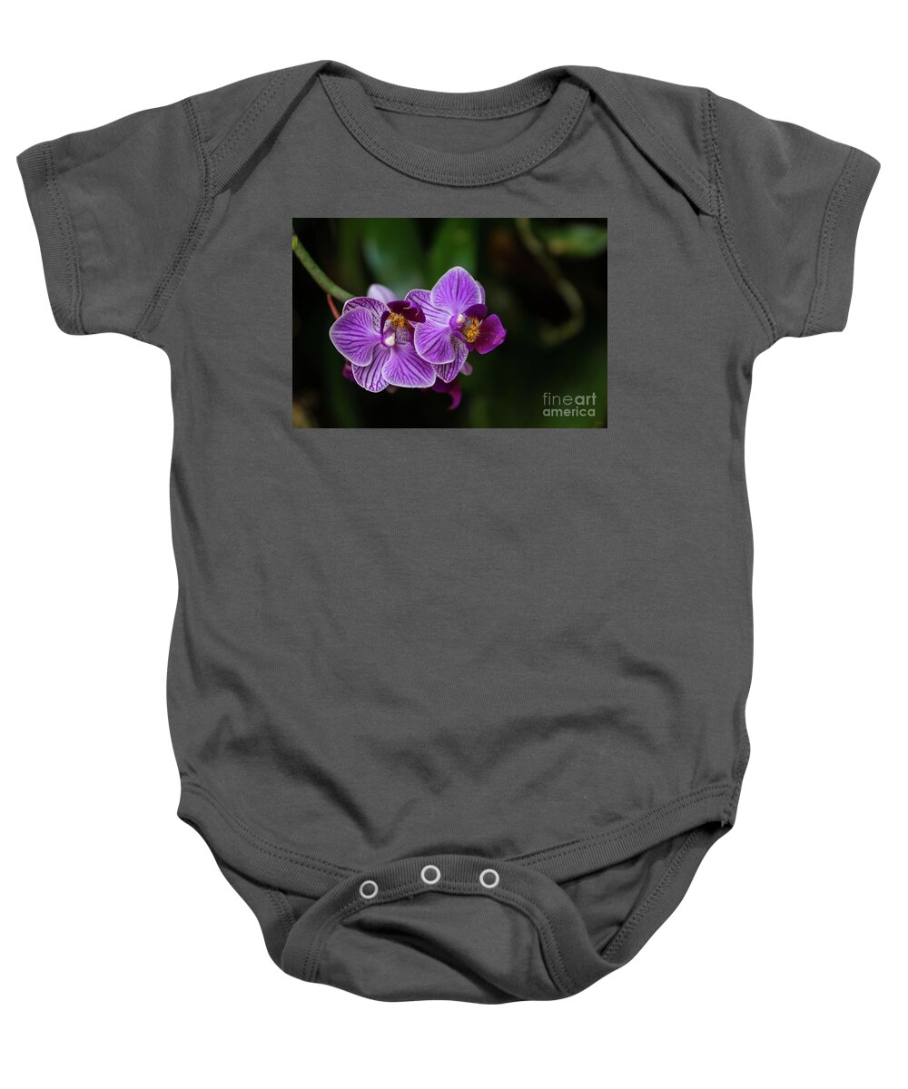 Phalaenopsis Baby Onesie featuring the photograph Purple Striped Phalaenopsis by Jennifer White