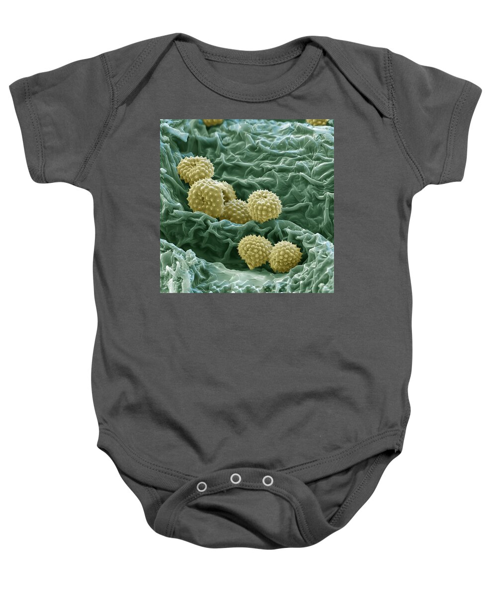 Allergen Baby Onesie featuring the photograph Ragweed Pollen by Meckes/ottawa