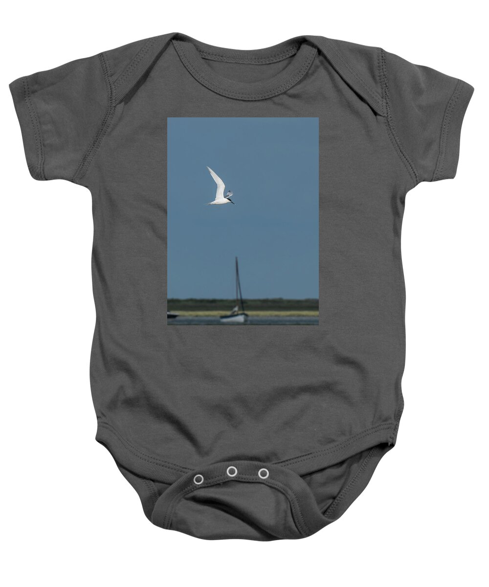 ©wendy Cooper Baby Onesie featuring the photograph Sandwich Tern by Wendy Cooper