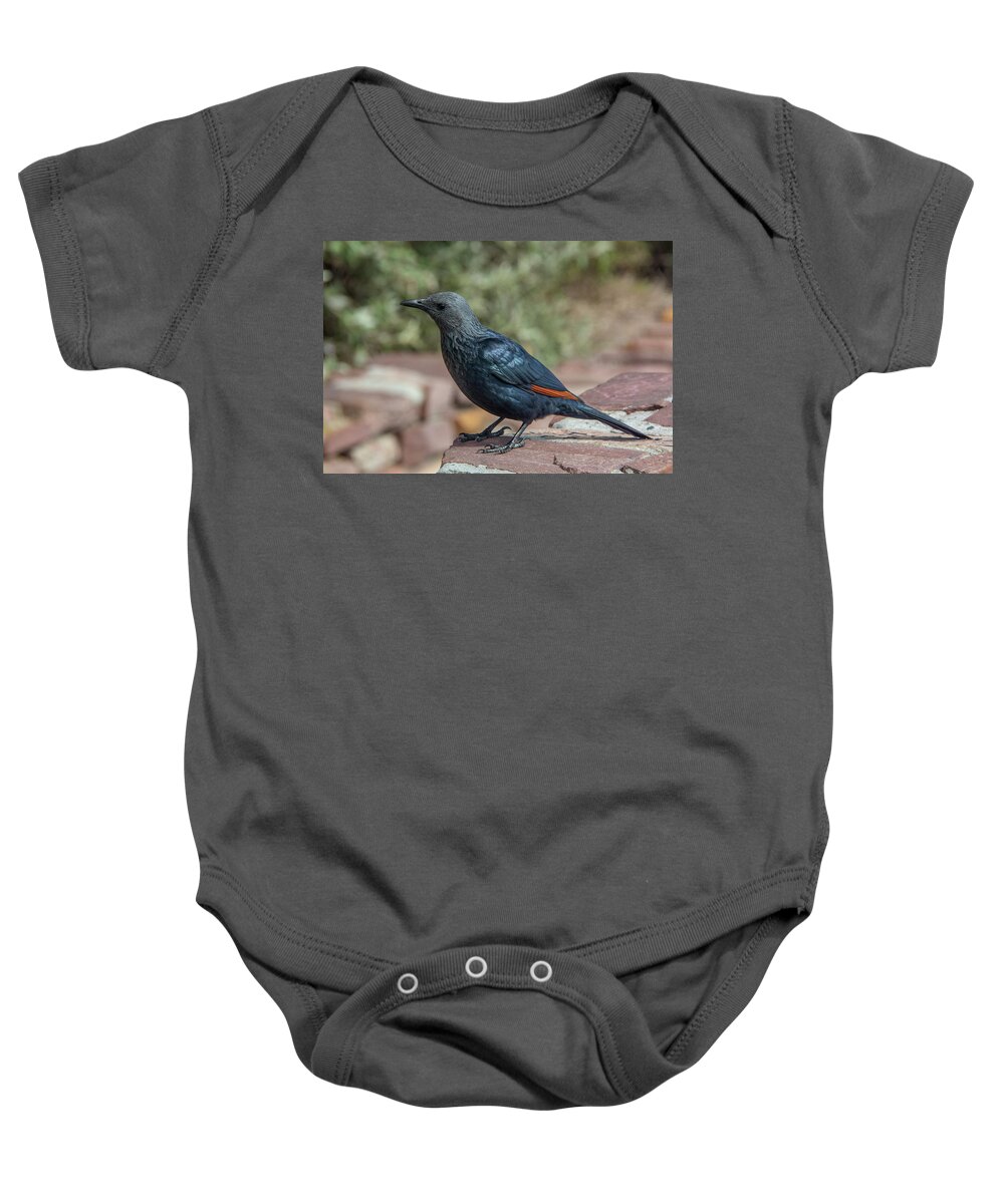 South Africa Baby Onesie featuring the photograph South African Red-winged Starling by Douglas Wielfaert