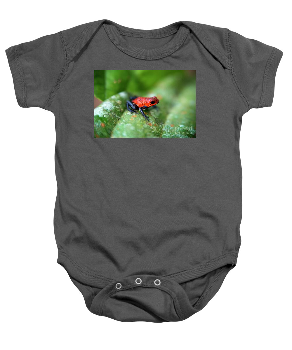Amphibian Baby Onesie featuring the photograph Strawberry Poison-arrrow Frog, Red-and-blue Poison-arrow Frog, Flaming Poison-arrow Frog, Blue Jeans Poison Dart Frog by 