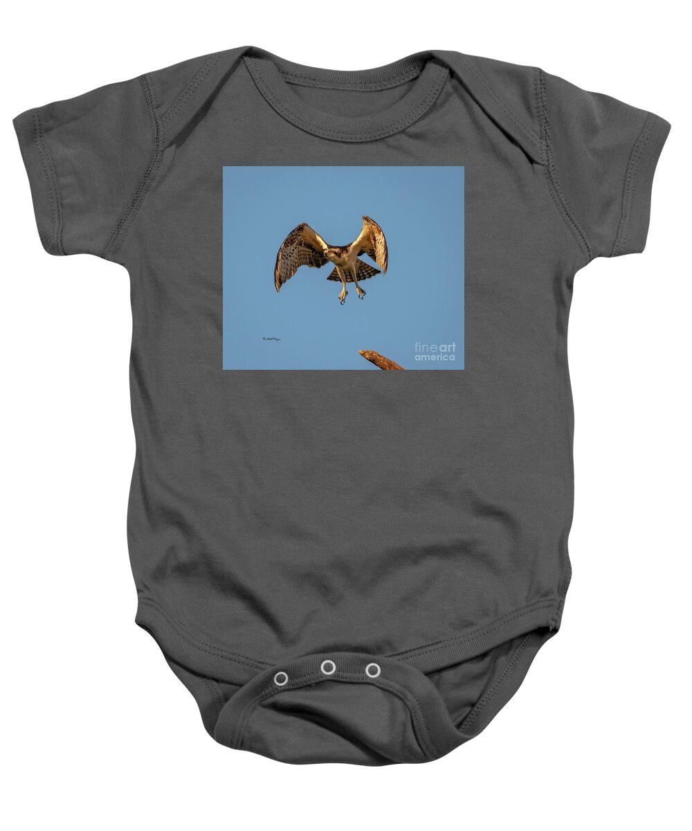 Osprey Baby Onesie featuring the photograph Time To Fly by DB Hayes