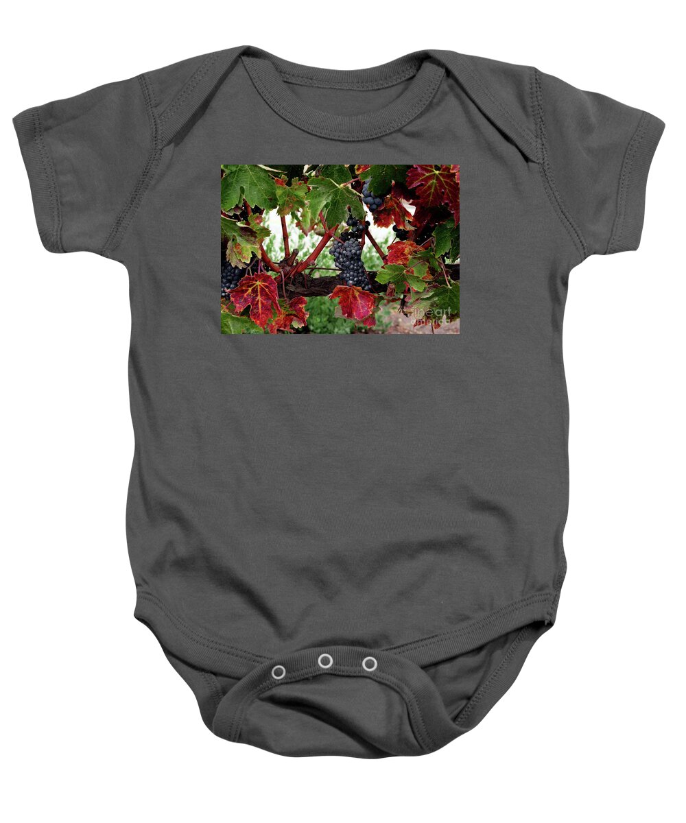 Wine Grapes In The Fall Baby Onesie featuring the photograph Vineyard in the Fall by Terri Brewster