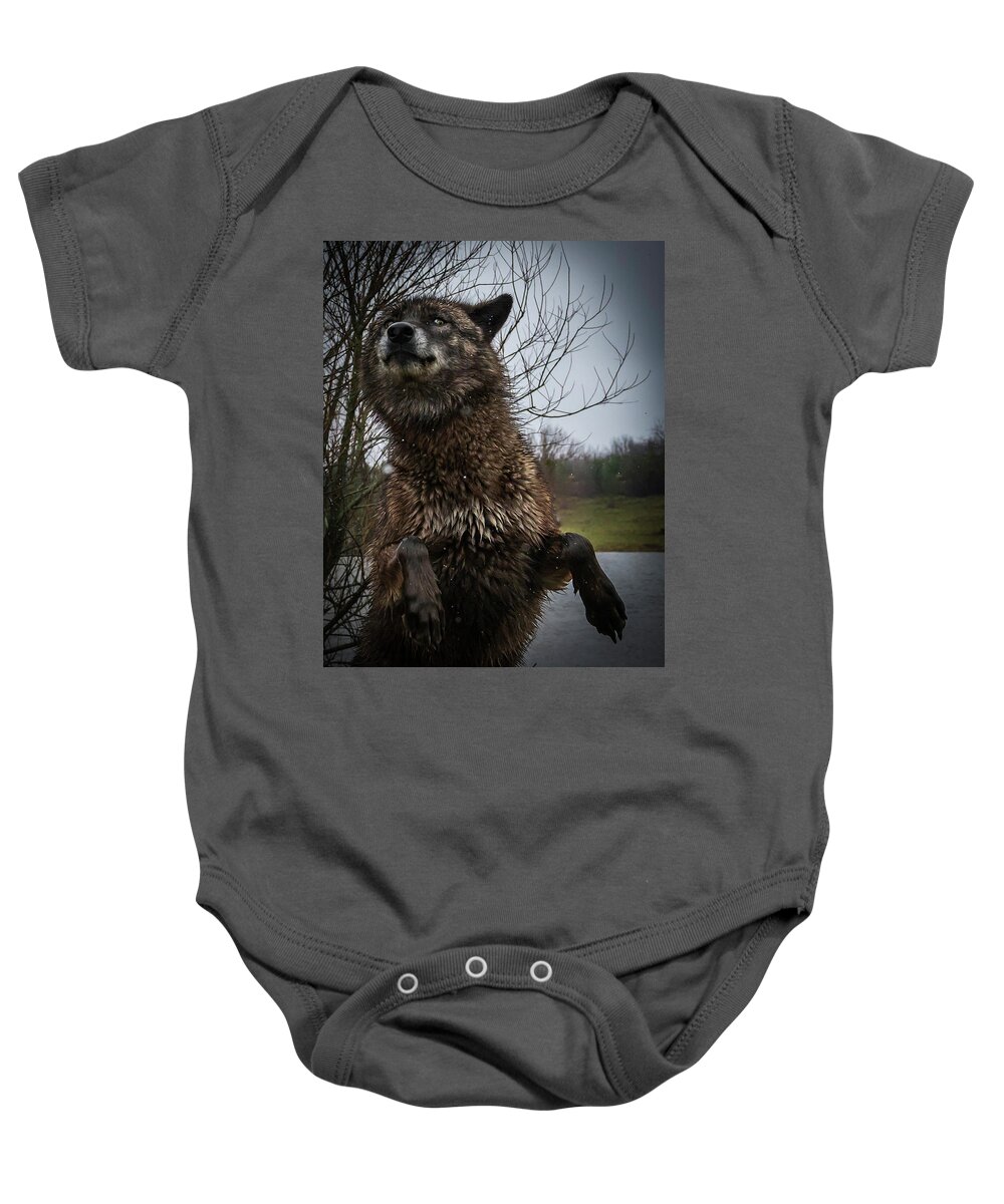 Black Wolf Wolves Baby Onesie featuring the photograph Watch the Eyes by Laura Hedien