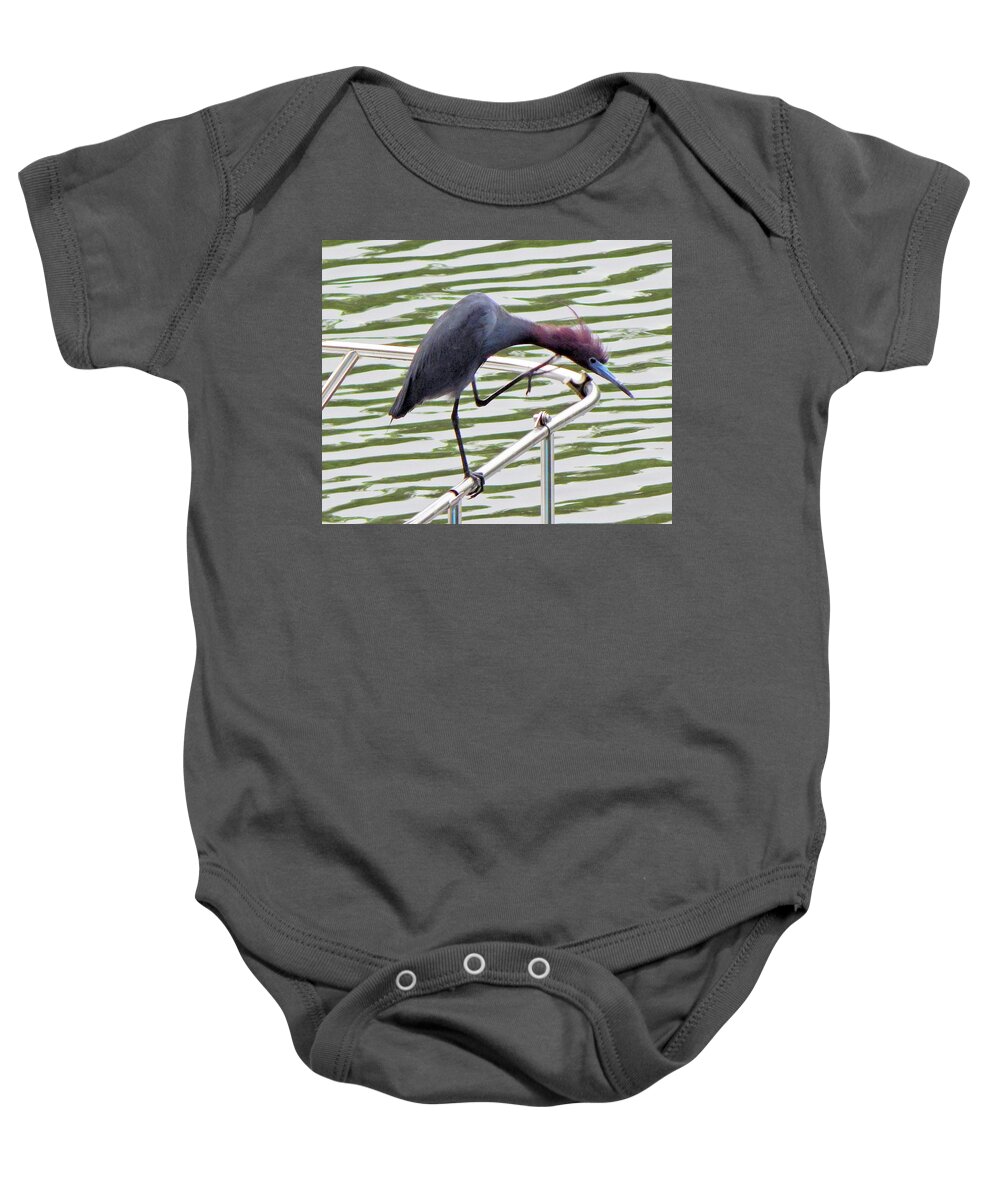 Birds Baby Onesie featuring the photograph Where's My Fish? by Karen Stansberry