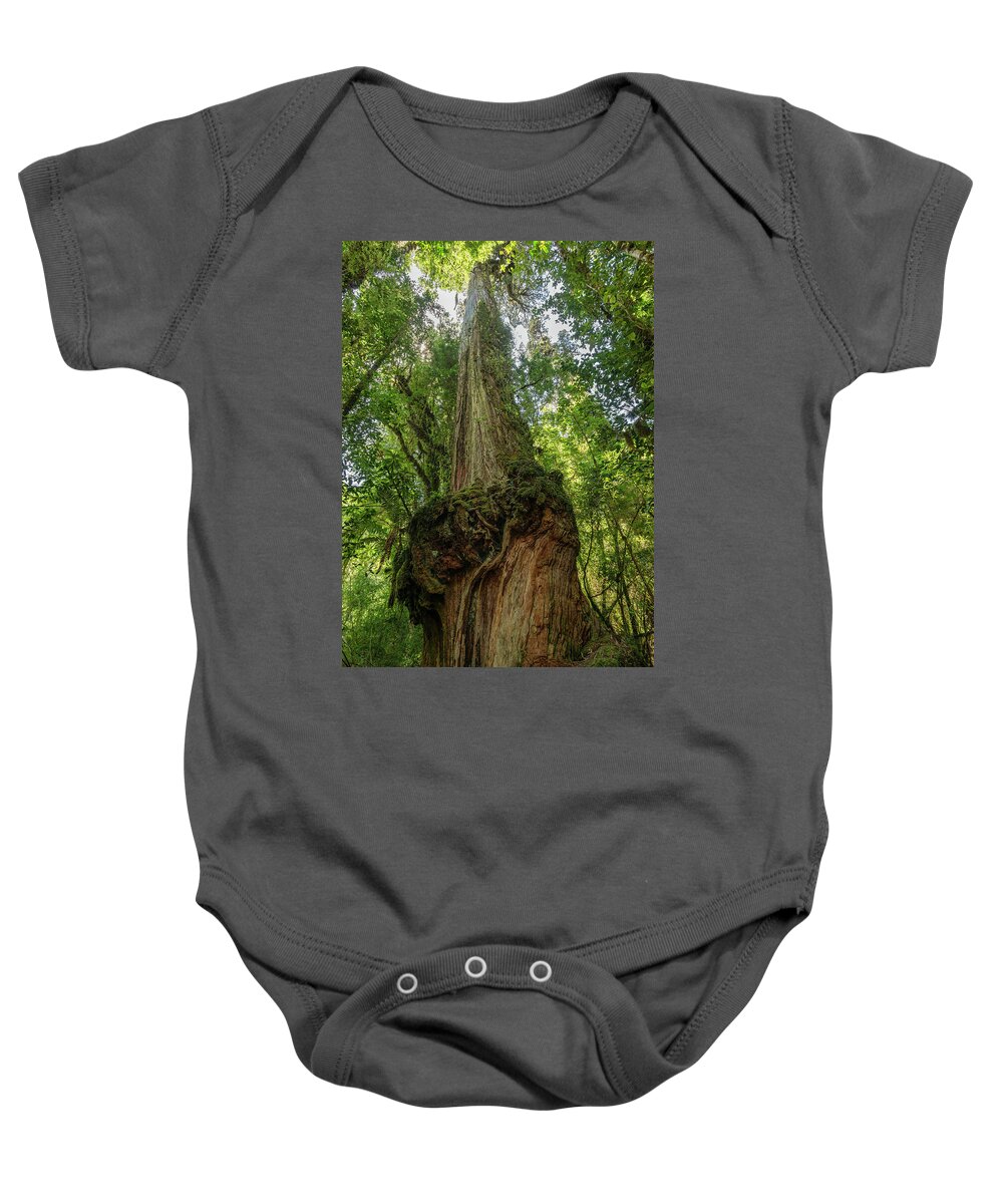 Alerce Baby Onesie featuring the photograph A tall and majestic Alerce Fitzroya tree by Henri Leduc