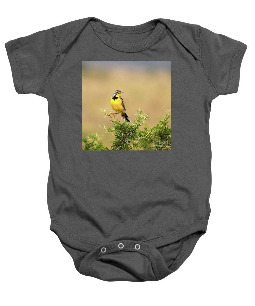 Yellow-throated Longclaw Baby Onesie featuring the photograph A yellow-throated longclaw, macronyx croceus, perched on a thorn by Jane Rix