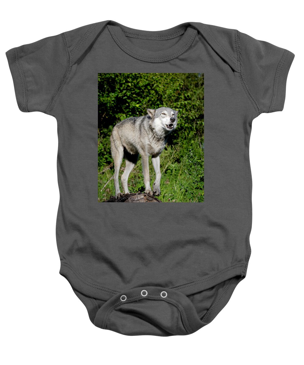 Wolf Baby Onesie featuring the photograph About to Howl by Laura Hedien