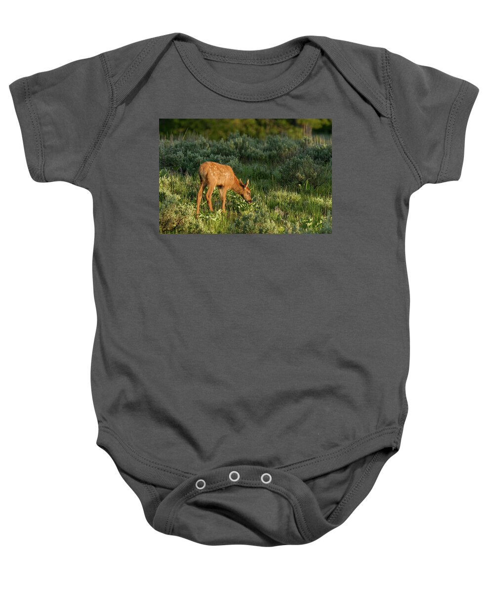 Elk Baby Onesie featuring the photograph Baby at sunrise by Ronnie And Frances Howard
