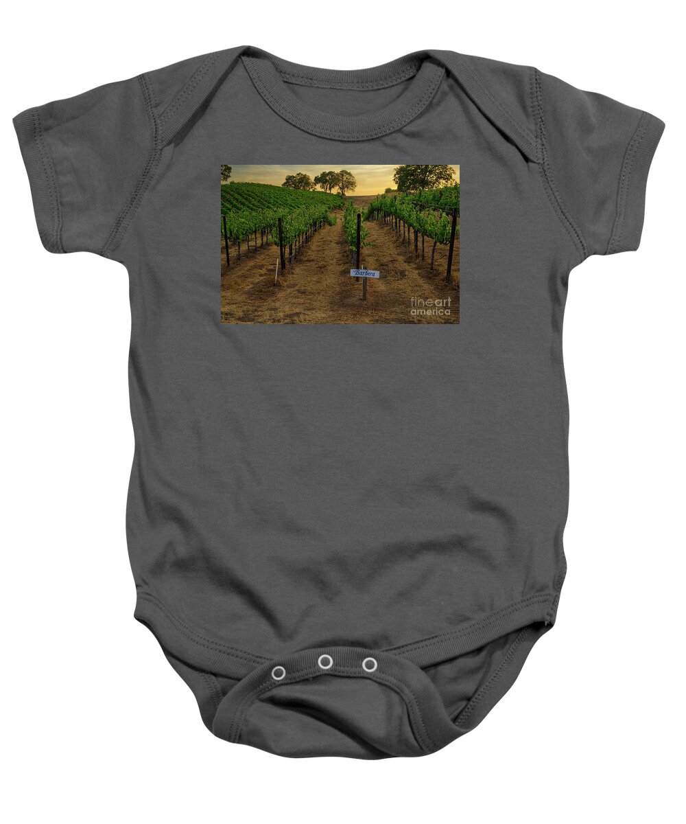 Barbera Baby Onesie featuring the photograph Barbera Grapes at Sunset by Abigail Diane Photography