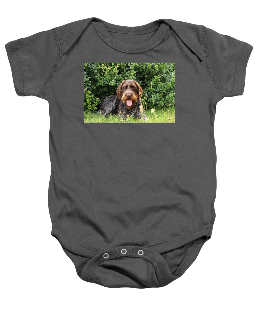 Dog Baby Onesie featuring the photograph Barbu tcheque typical for czech republic lying in shadow during hot summer days. Female dog with tongue out is looking at camera. Outdoor activities. Tired after hunting. Happy expression by Vaclav Sonnek