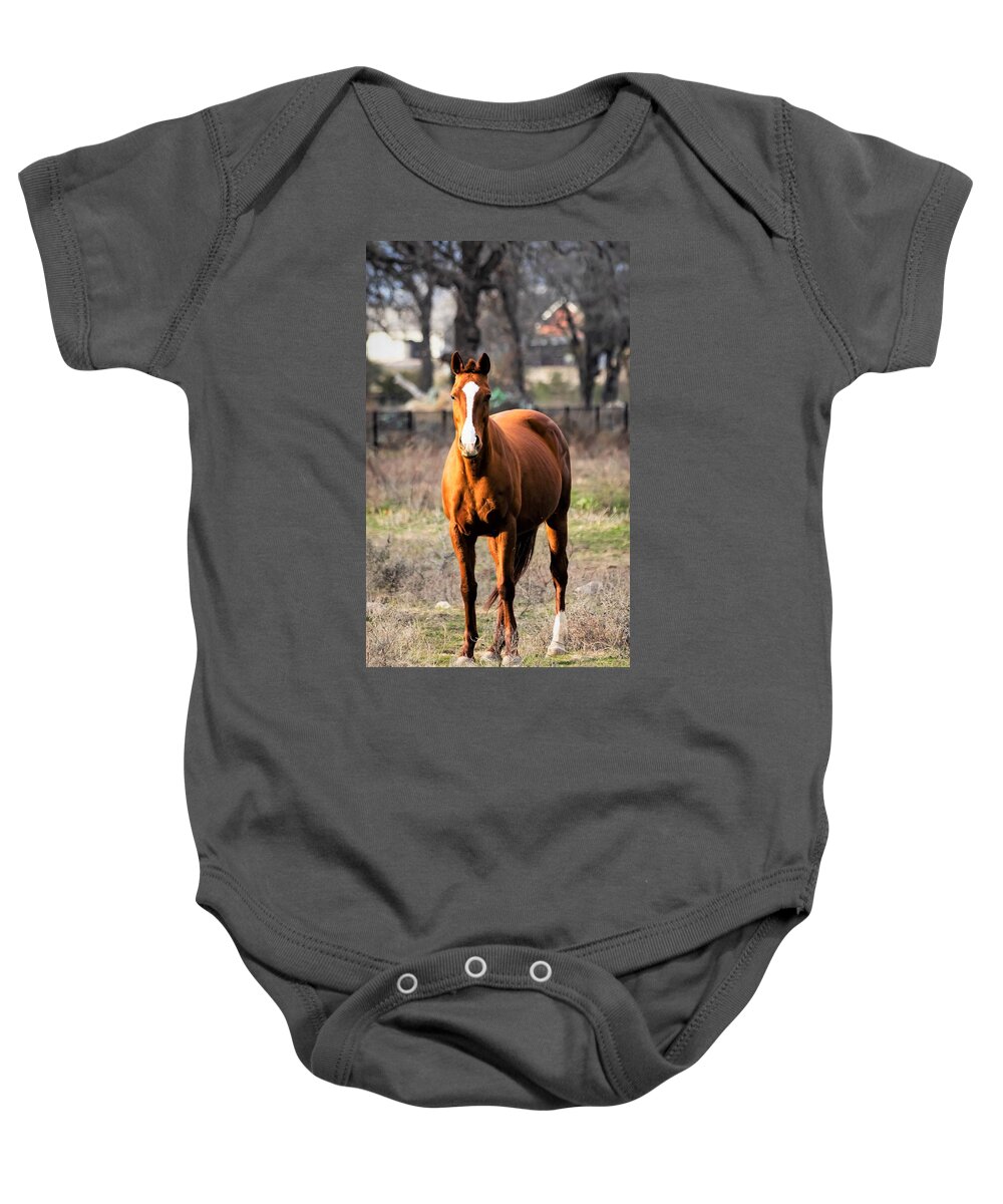Horse Baby Onesie featuring the photograph Bay Horse 4 by C Winslow Shafer