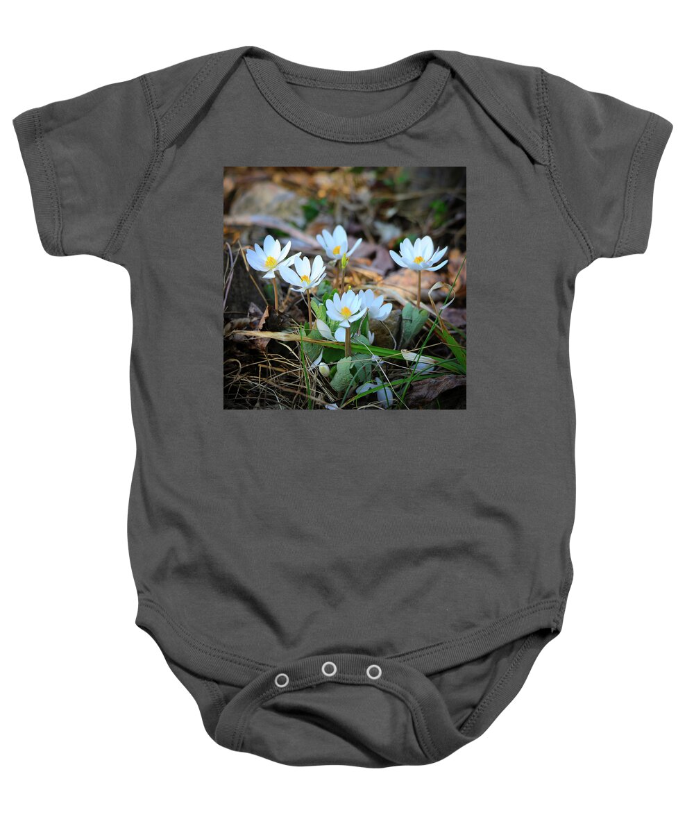 Bloodroot Baby Onesie featuring the photograph Blooming Bloodroot by Scott Burd