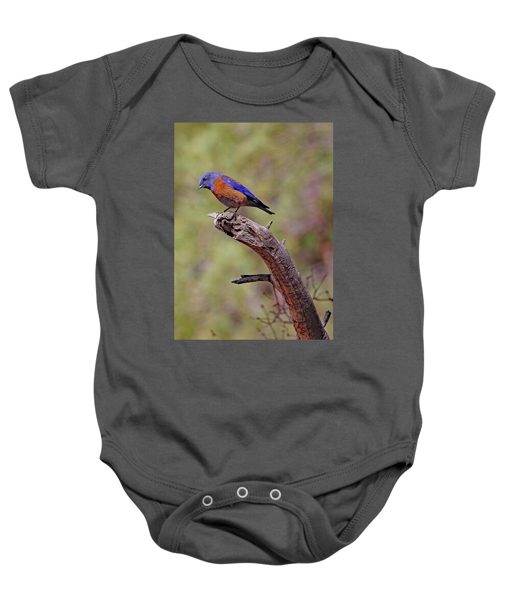 Utah Baby Onesie featuring the photograph Bluebird At Red Canyon by Jennifer Robin