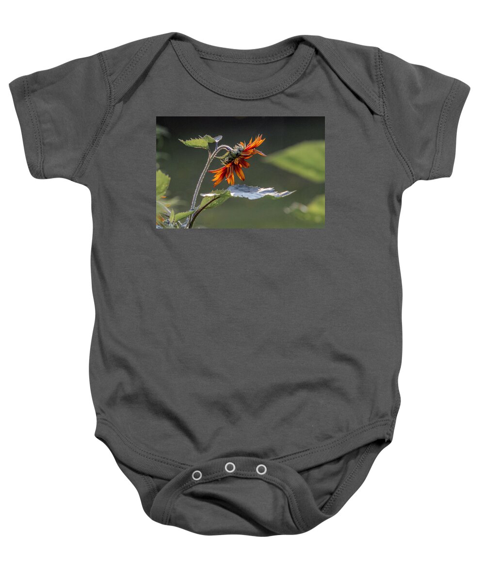 Color Baby Onesie featuring the photograph Bowing Sunflower by Paul Vitko