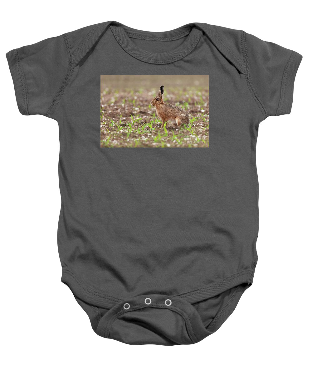 Norfolk Baby Onesie featuring the photograph Norfolk brown hare at in a field of crops by Simon Bratt