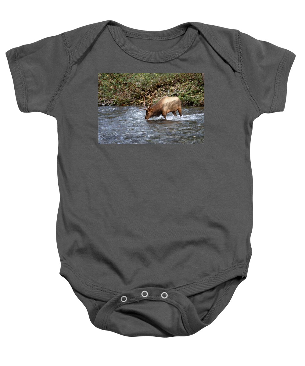 Elk Baby Onesie featuring the photograph Bull Elk Drinking - Smoky Mountains by Susan Rissi Tregoning