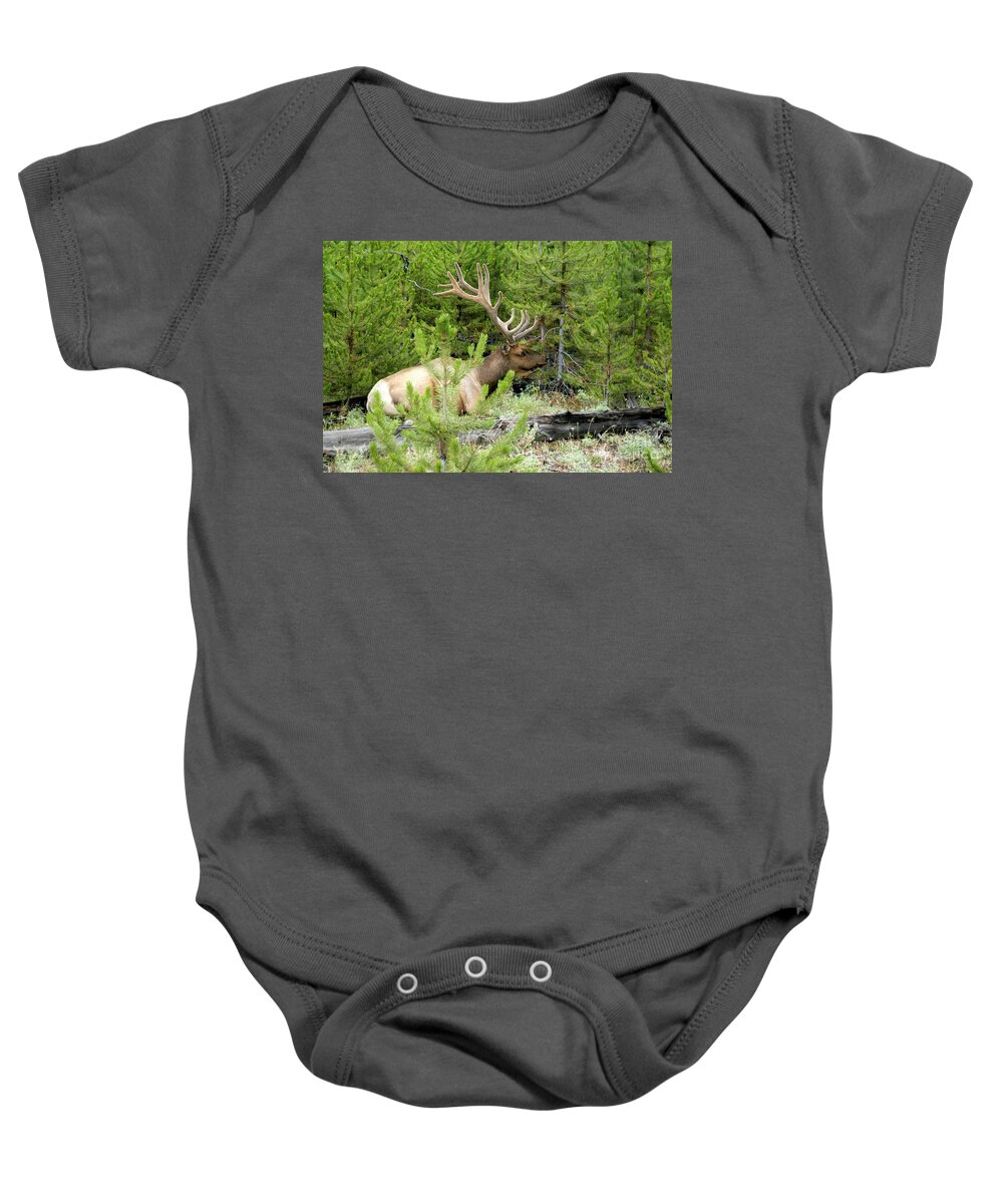 Autumn Baby Onesie featuring the photograph Bull Elk sitting peacefully in a clearing of trees.	 by Gunther Allen