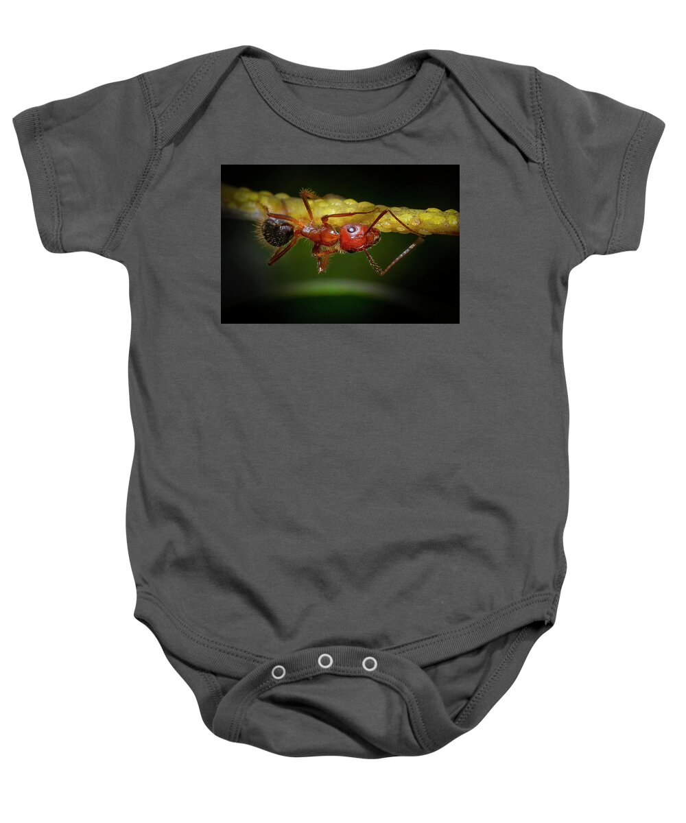 Ants Baby Onesie featuring the photograph Carpenter Ant at Work by Mark Andrew Thomas