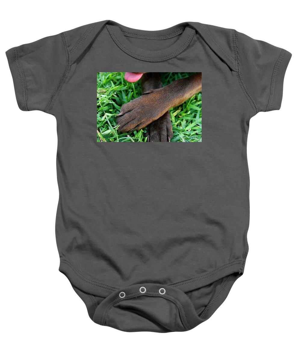 Dogs Baby Onesie featuring the photograph Chocolate Paws by Renee Spade Photography