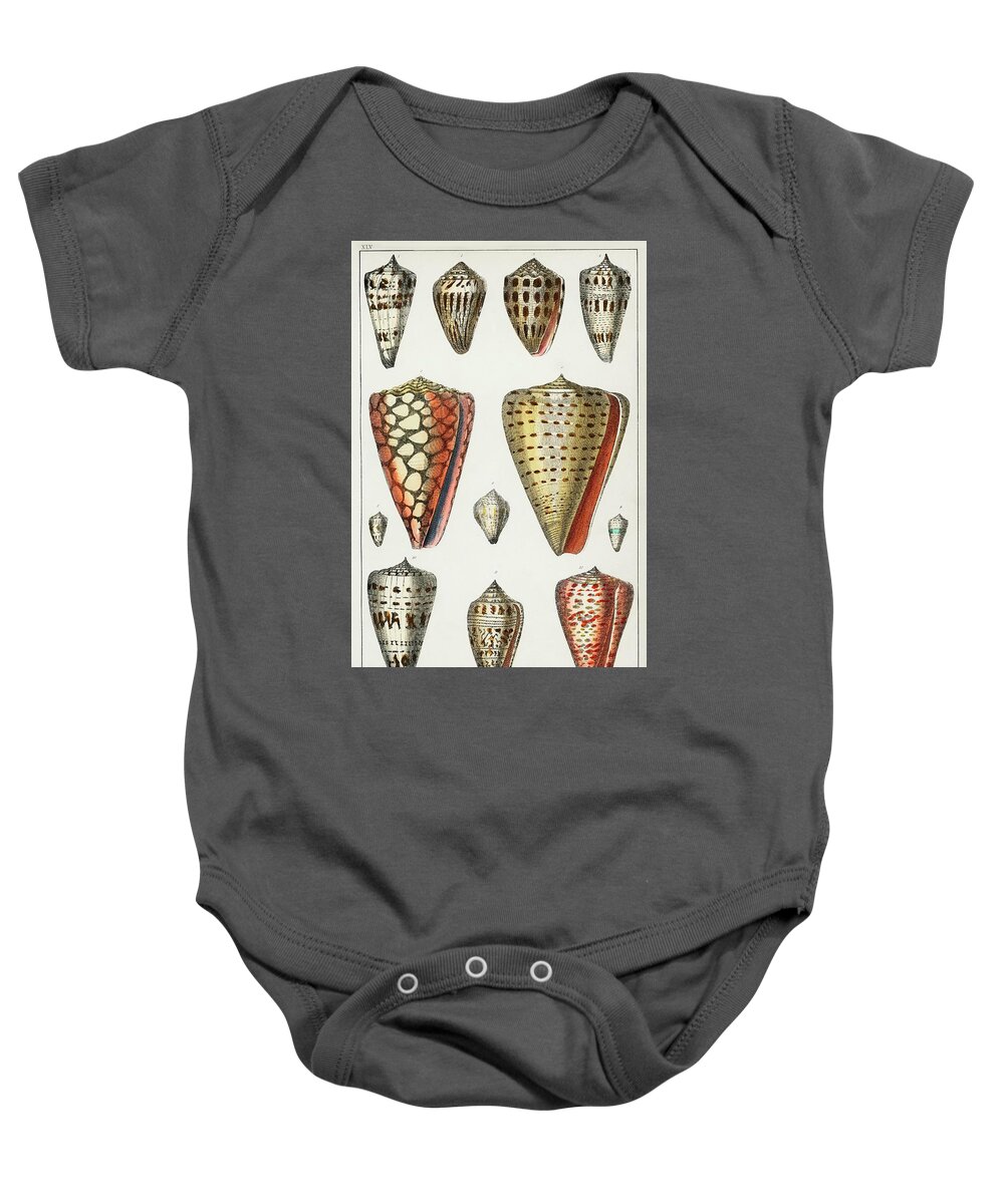 Vintage Print Baby Onesie featuring the mixed media Collection Of Shells by World Art Collective