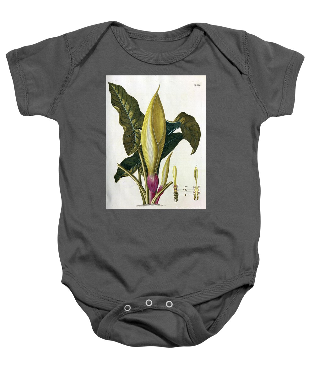 Flowering Baby Onesie featuring the photograph Coloured Copperplate engraving n11 by Botany