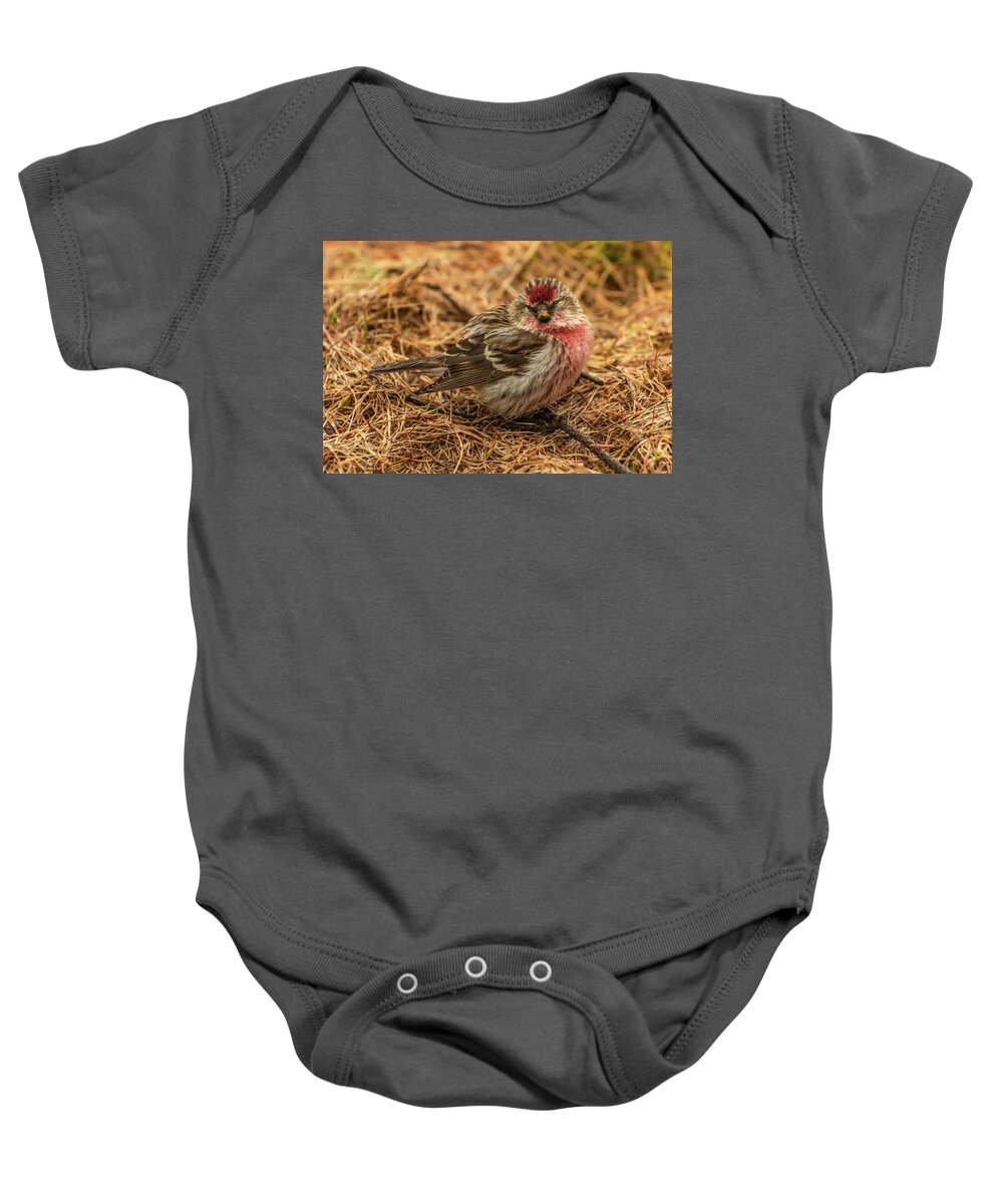 Common Redpoll Baby Onesie featuring the photograph Common Redpoll by Constance Puttkemery