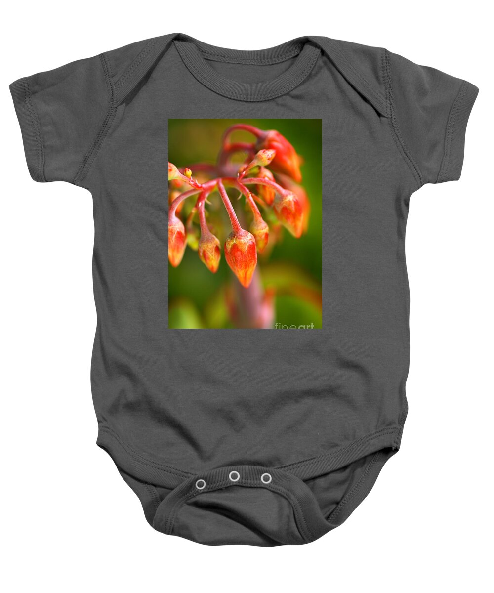 Succulent With Buds Baby Onesie featuring the photograph Cotyledon Macrantha Succulent Buds by Joy Watson