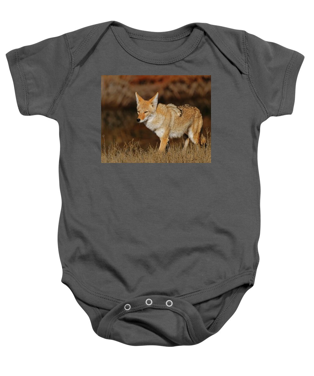 Coyote Baby Onesie featuring the photograph Coyote by Gary Langley