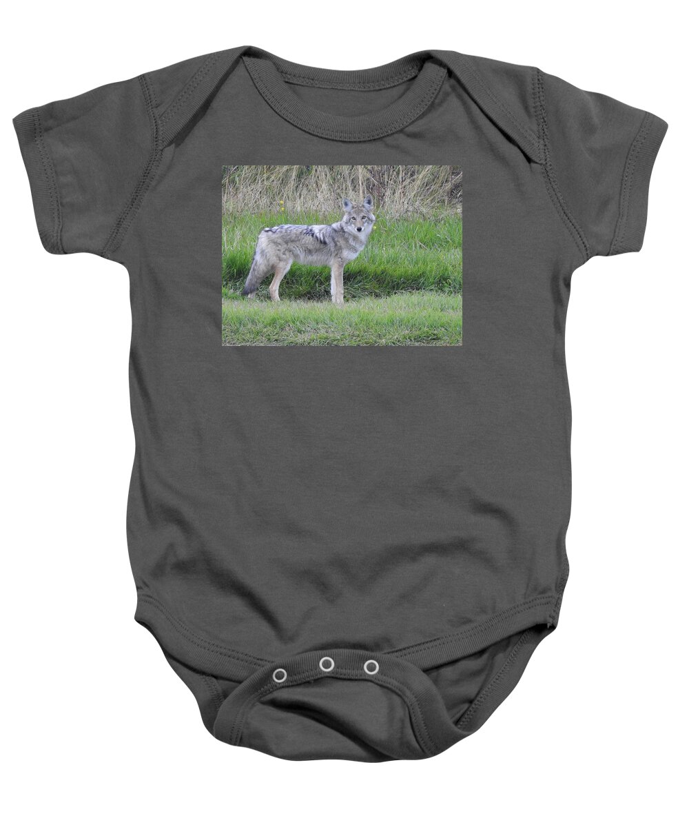 Chilcotin Coyote Baby Onesie featuring the photograph Coyote by Nicola Finch