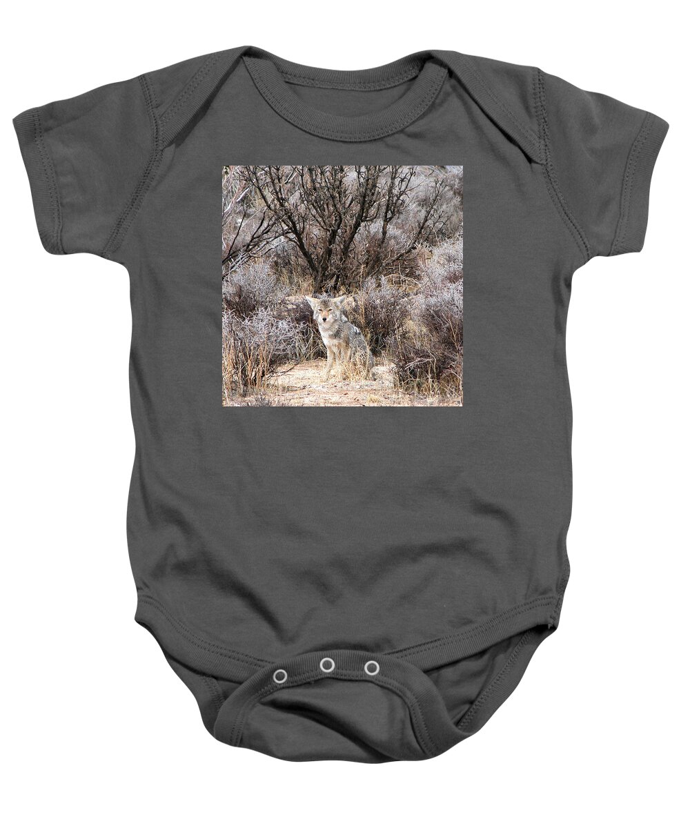 Coyote Baby Onesie featuring the photograph Coyote by Perry Hoffman
