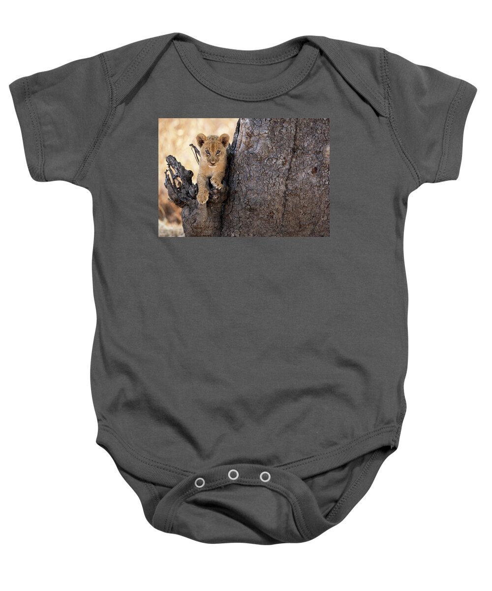 African Lion Baby Onesie featuring the photograph Curious Cub by Max Waugh