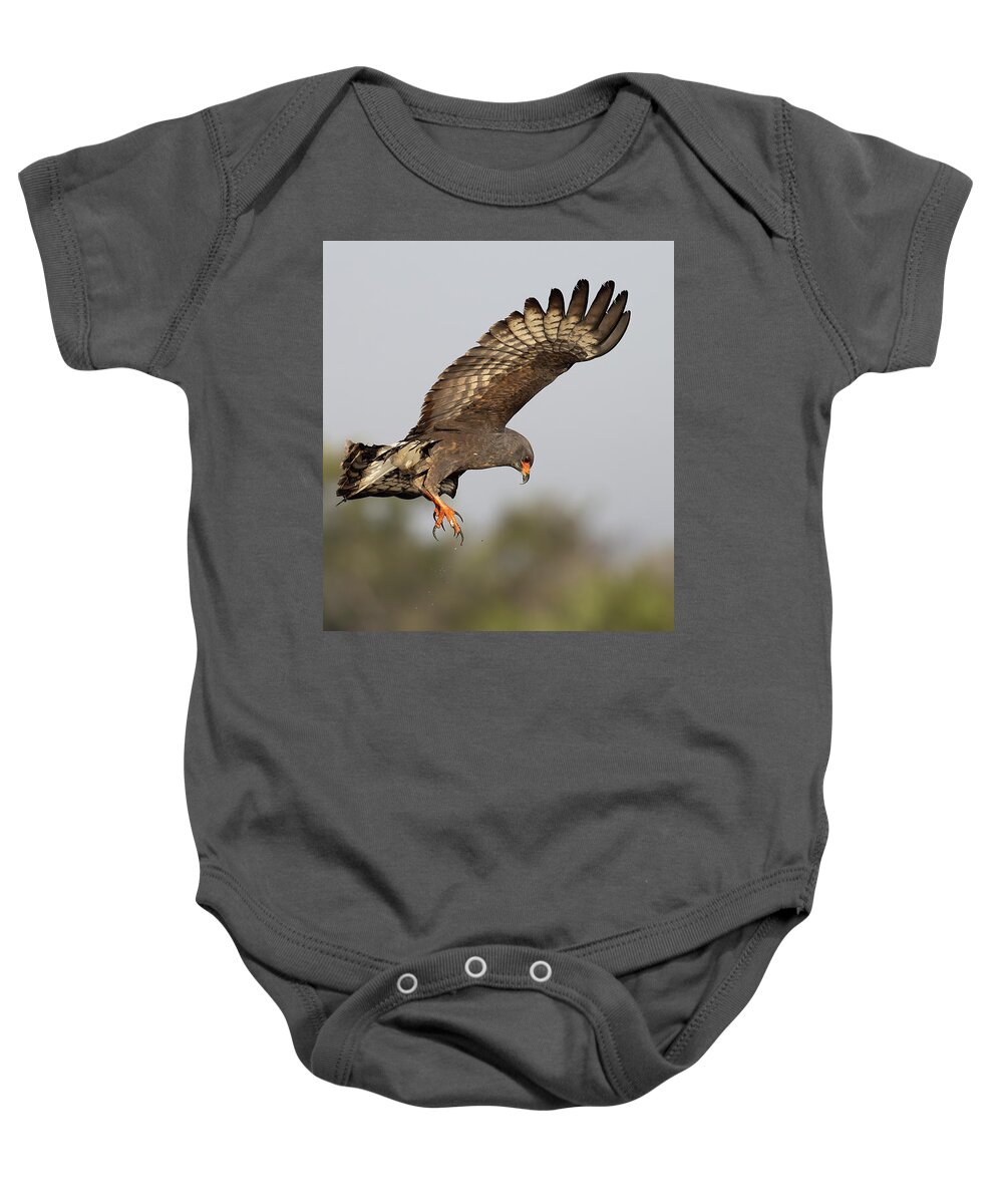 Snail Kite Baby Onesie featuring the photograph Defeat by RD Allen