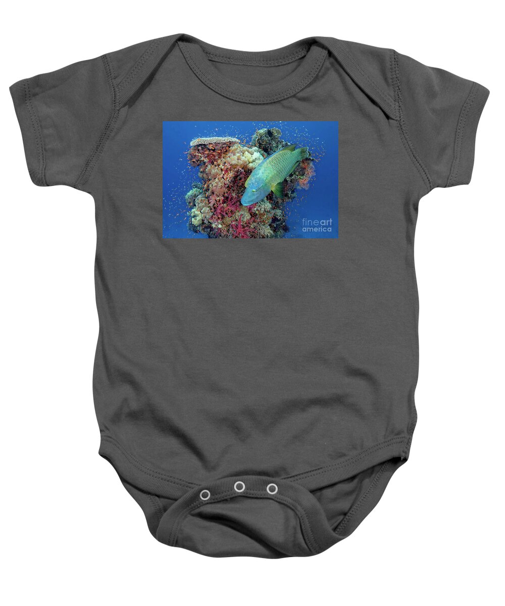 Underwater Scenery Baby Onesie featuring the photograph Divers Favorite by Norbert Probst