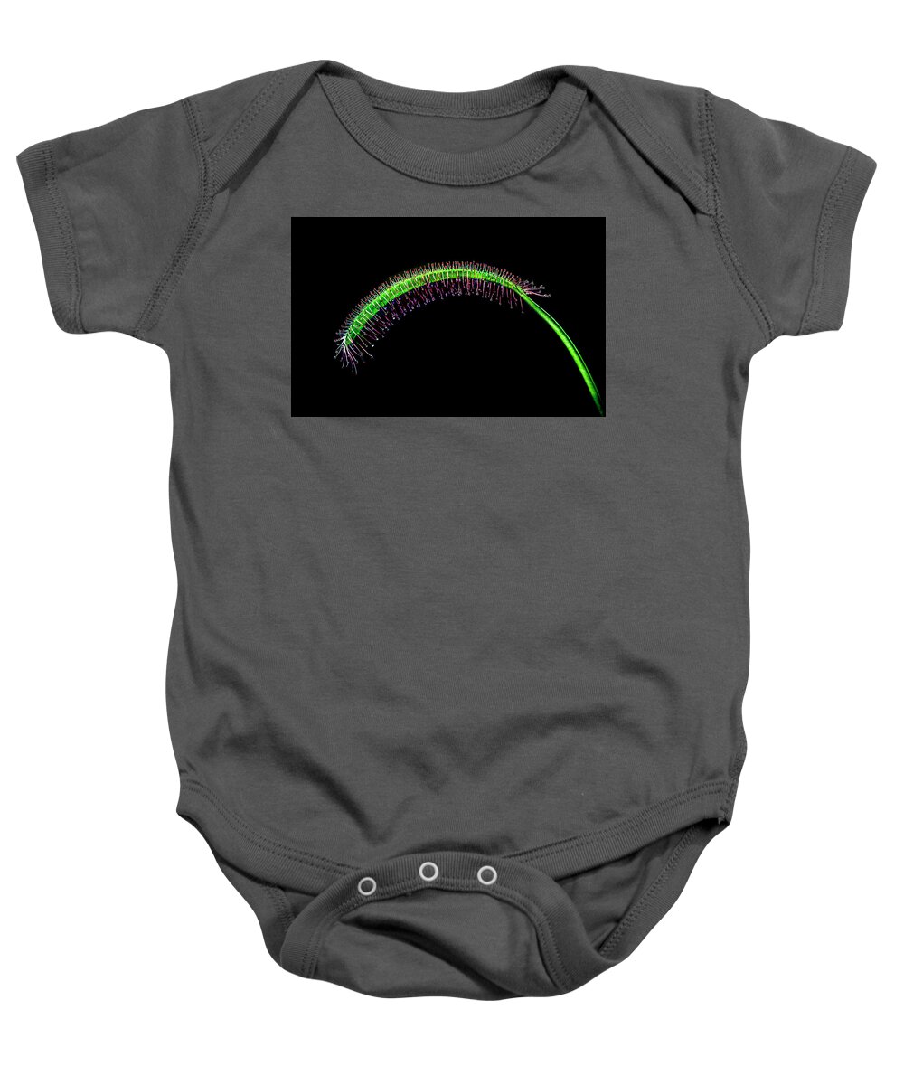 Plants Baby Onesie featuring the photograph Drosera carnivorous. by Silvia Marcoschamer