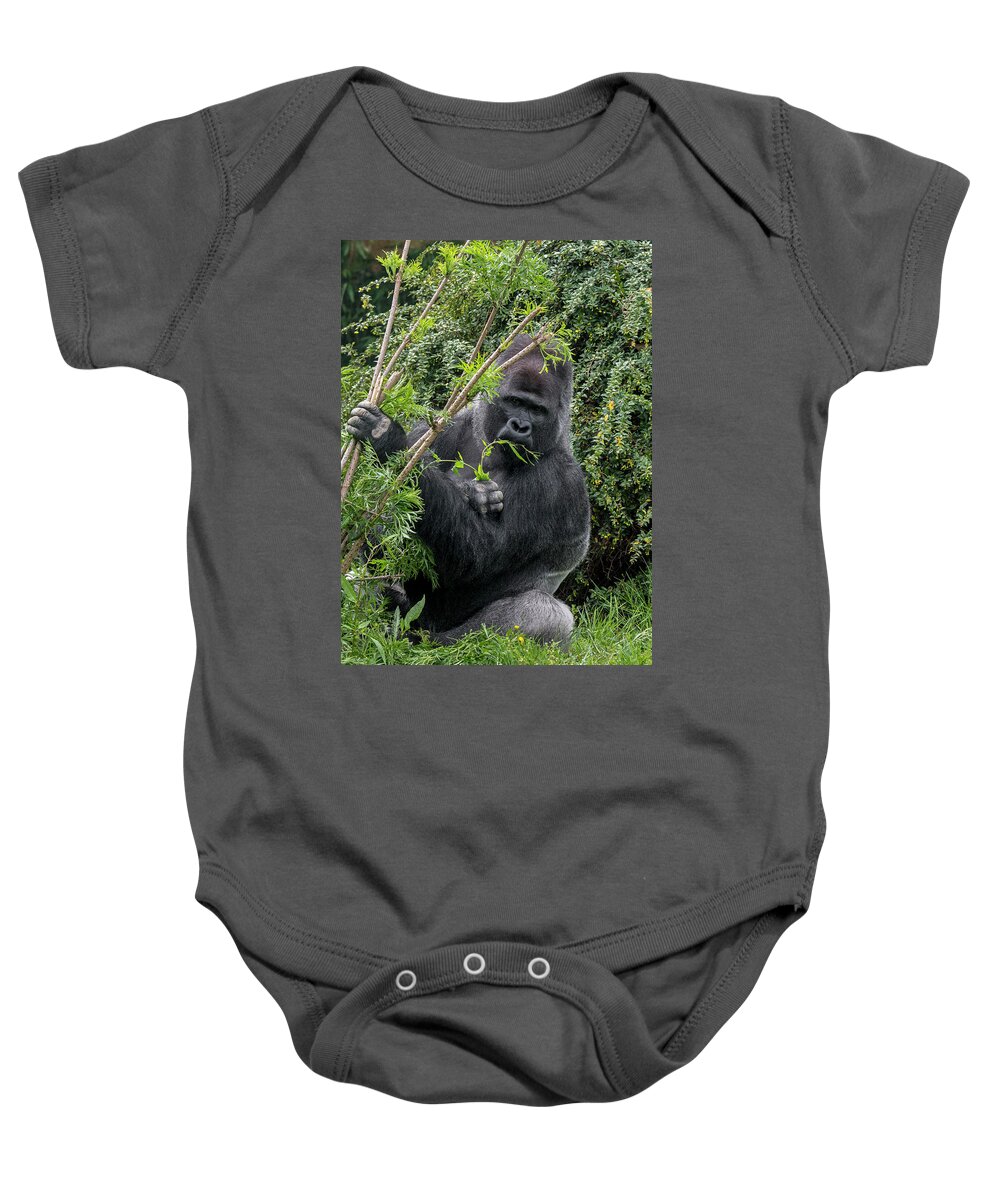 Western Lowland Gorilla Baby Onesie featuring the photograph Eating Silverback Gorilla by Arterra Picture Library