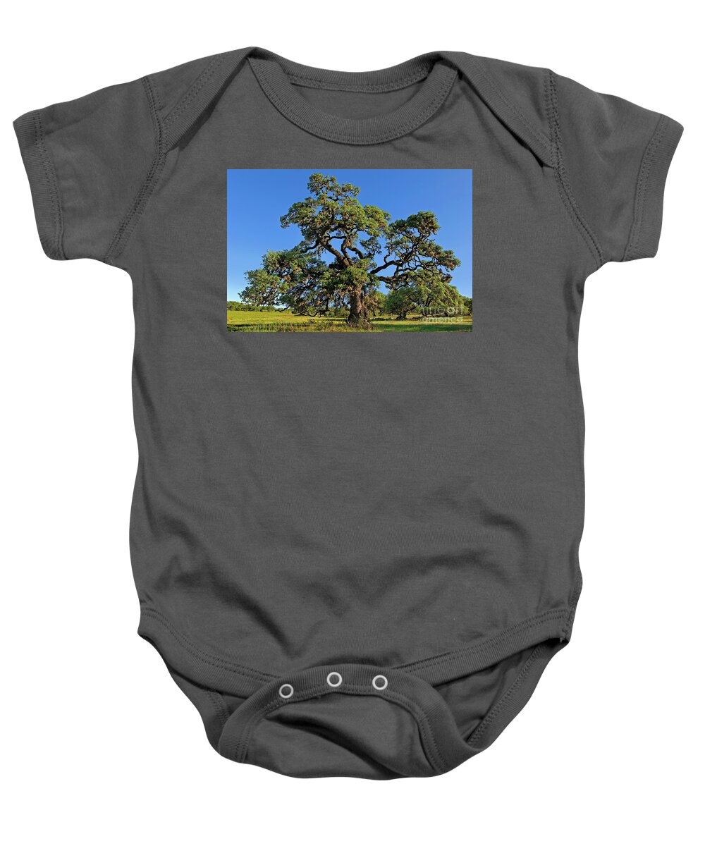 Dave Welling Baby Onesie featuring the photograph Escarpment Oak Quercus Fusiformis Hill Country Texas by Dave Welling