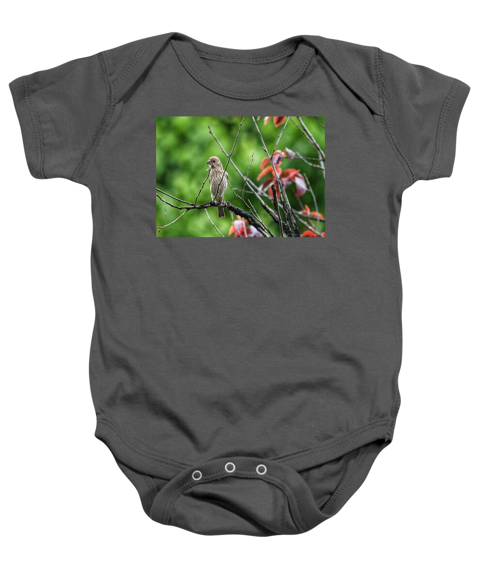 House Finch Baby Onesie featuring the photograph Female House Finch by Evan Foster