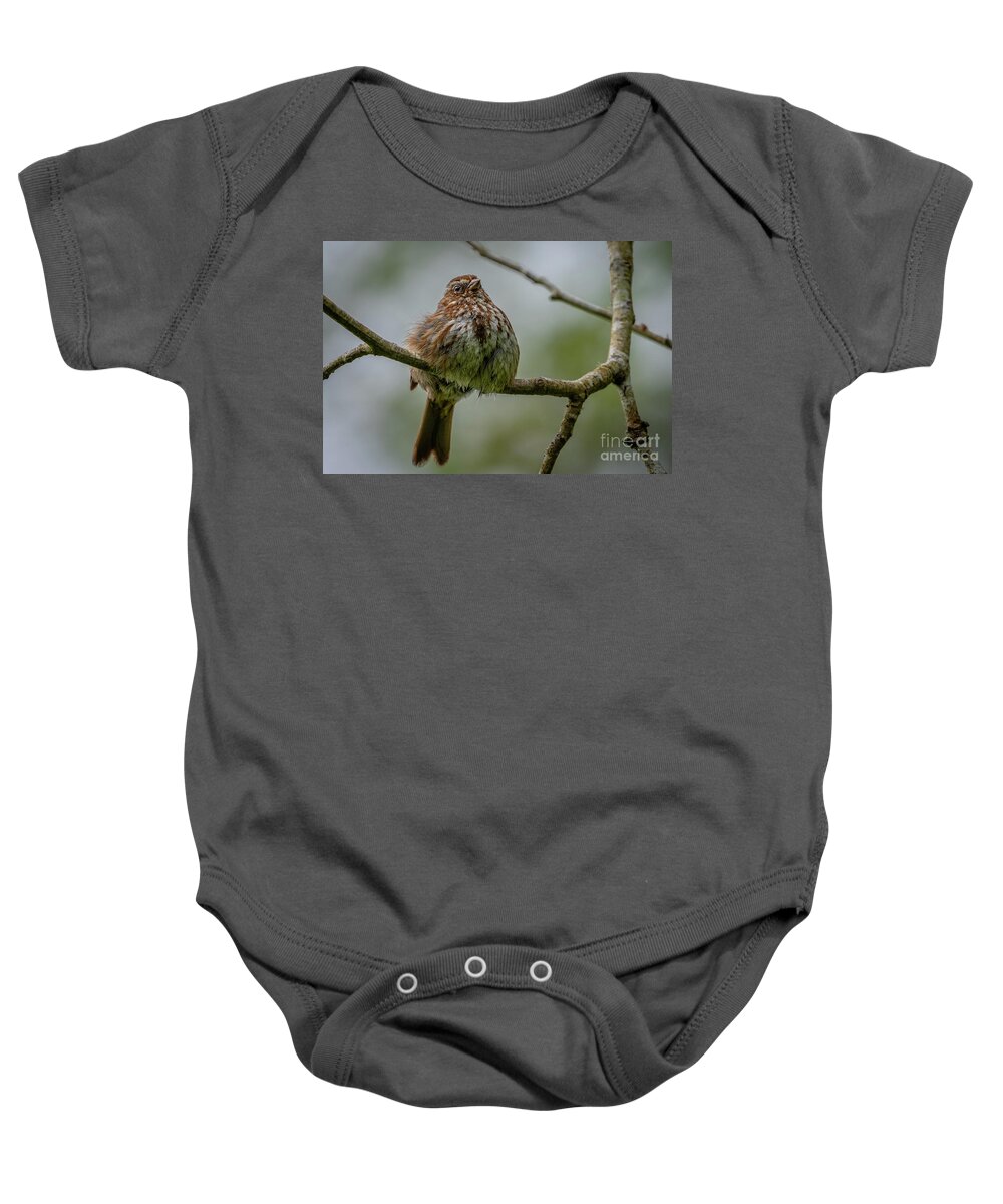 Melospiza Melodia Baby Onesie featuring the photograph Fluffed up Song Sparrow by Nancy Gleason