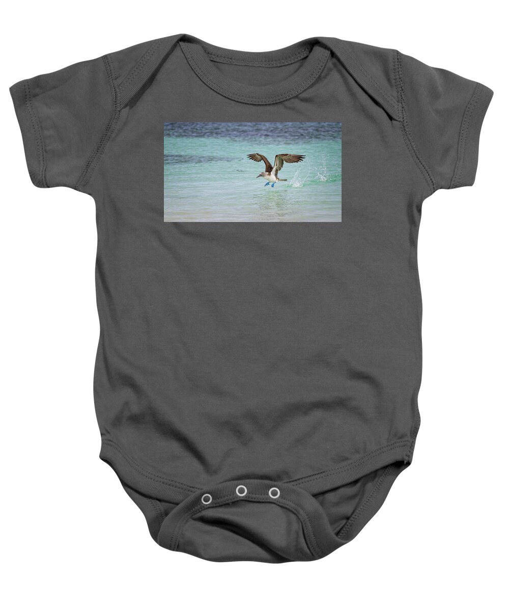 Galapagos Baby Onesie featuring the photograph Galapagos Blue Footed Booby Takeoff III by Joan Carroll