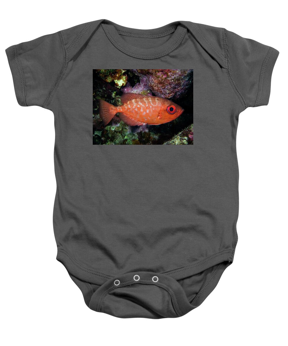Snapper Baby Onesie featuring the photograph Glasseye Snapper by Brian Weber