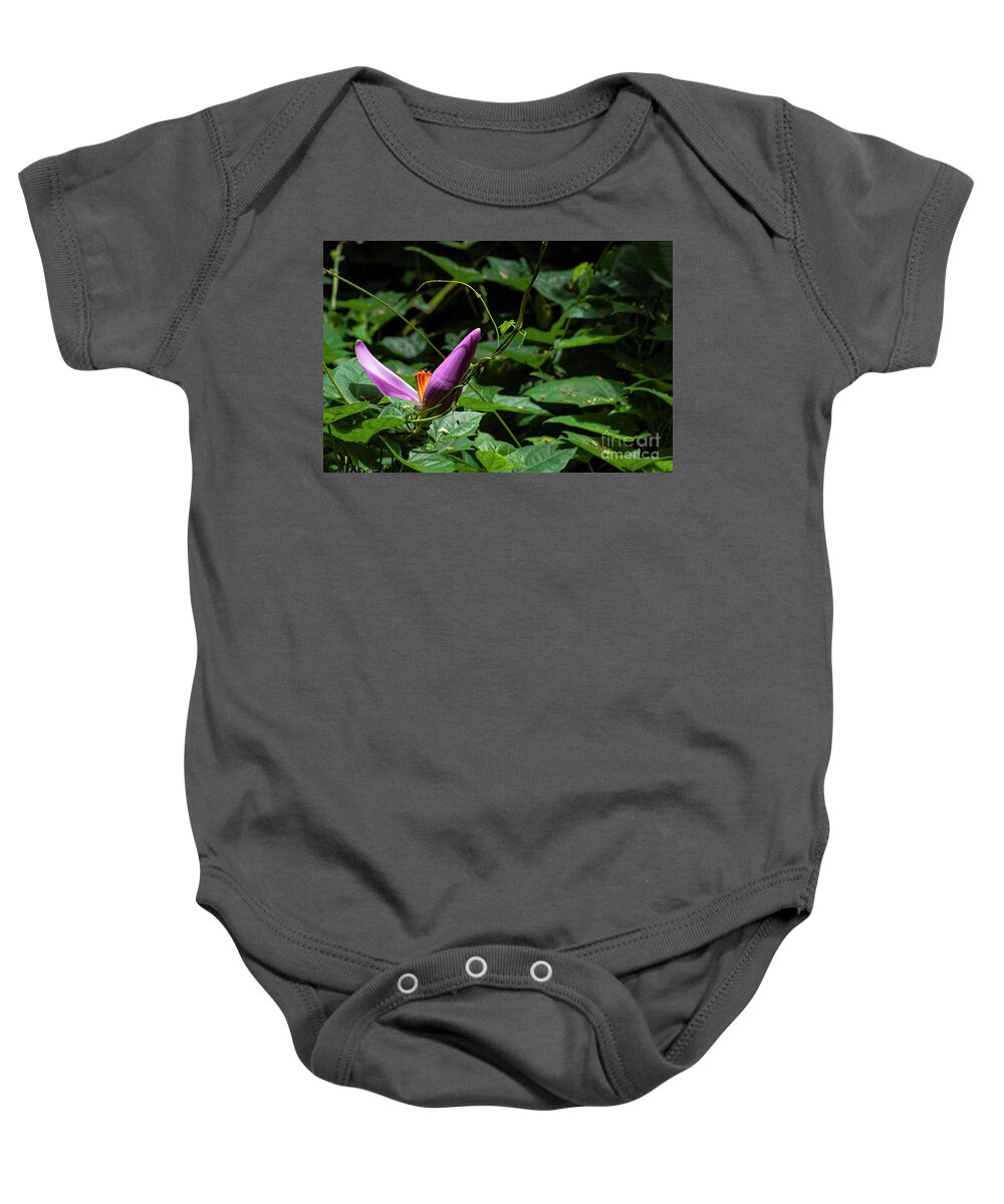 South Shore Coast Baby Onesie featuring the photograph Hairy Banana Flower by Bob Phillips