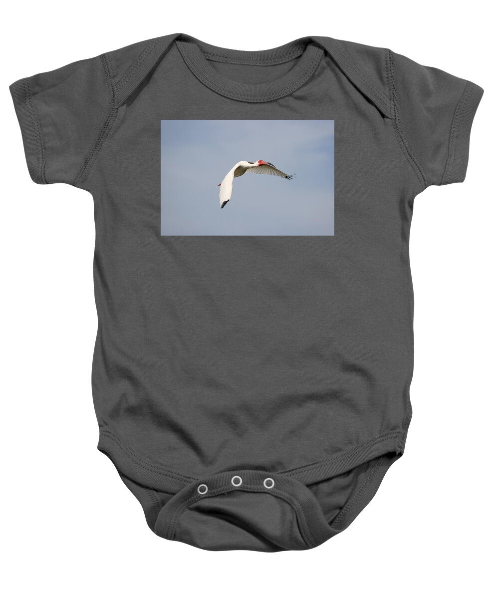 White Ibis Baby Onesie featuring the photograph Ibis in Flight by Mingming Jiang