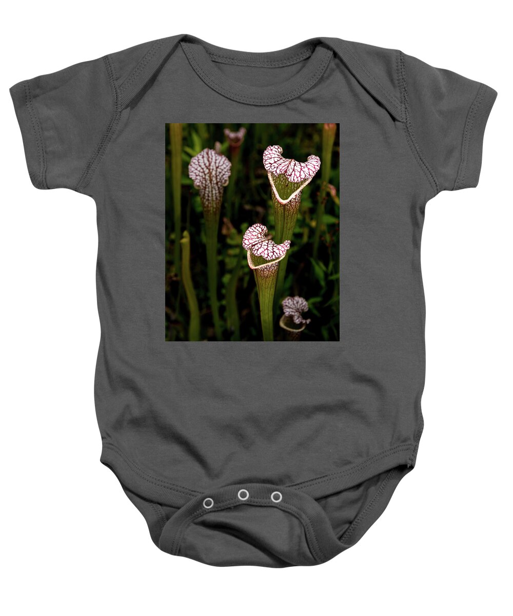 James C Mcdaniel Iii Baby Onesie featuring the photograph Insect Eating Pitcher Plant by Travel Quest Photography