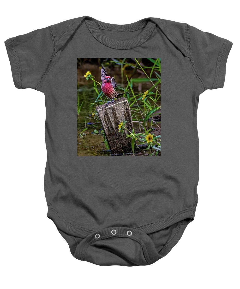 Finch Baby Onesie featuring the photograph Lets Dance by Brian Shoemaker