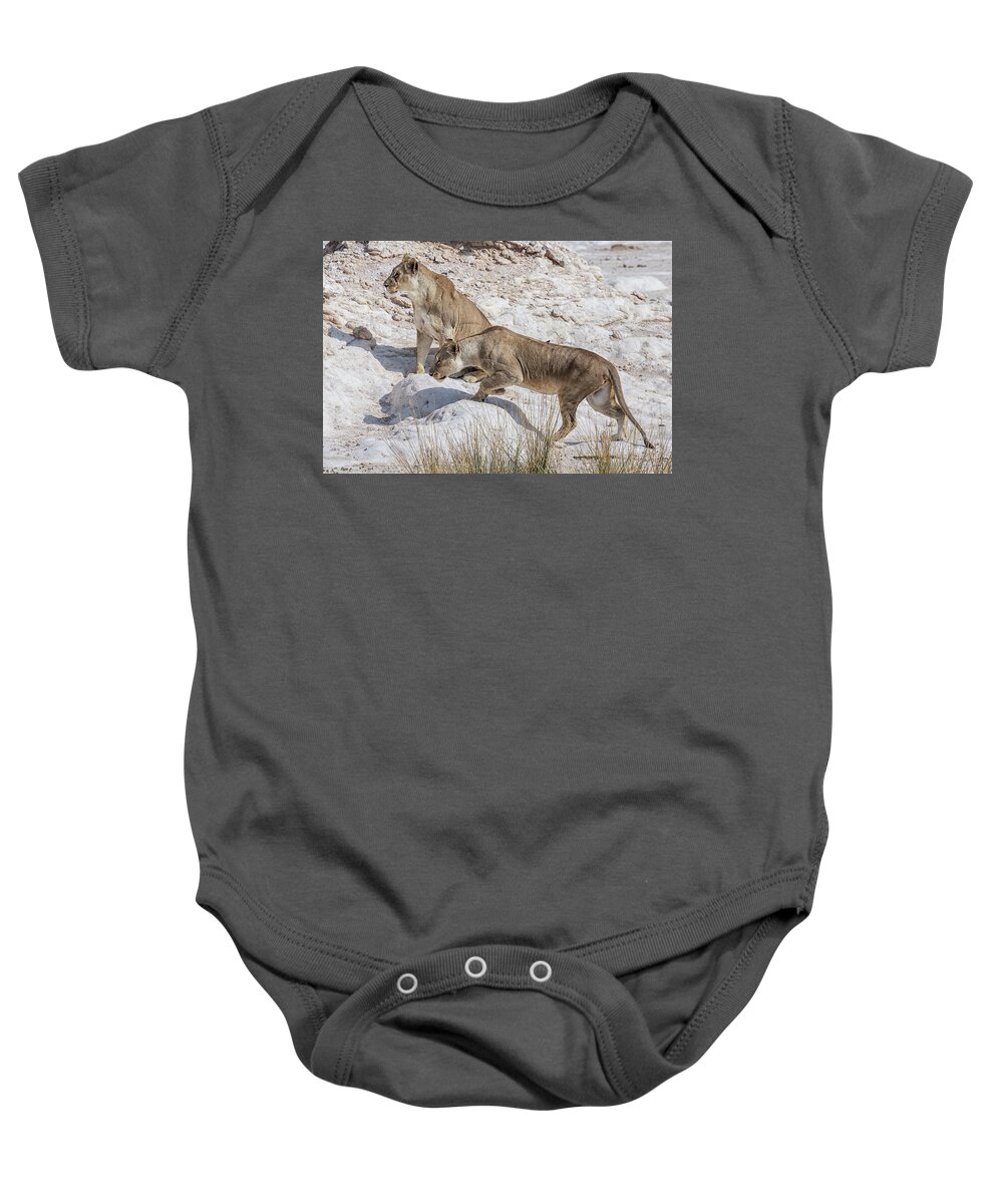 Lion Baby Onesie featuring the photograph Lions Watching Prey, No. 1 by Belinda Greb