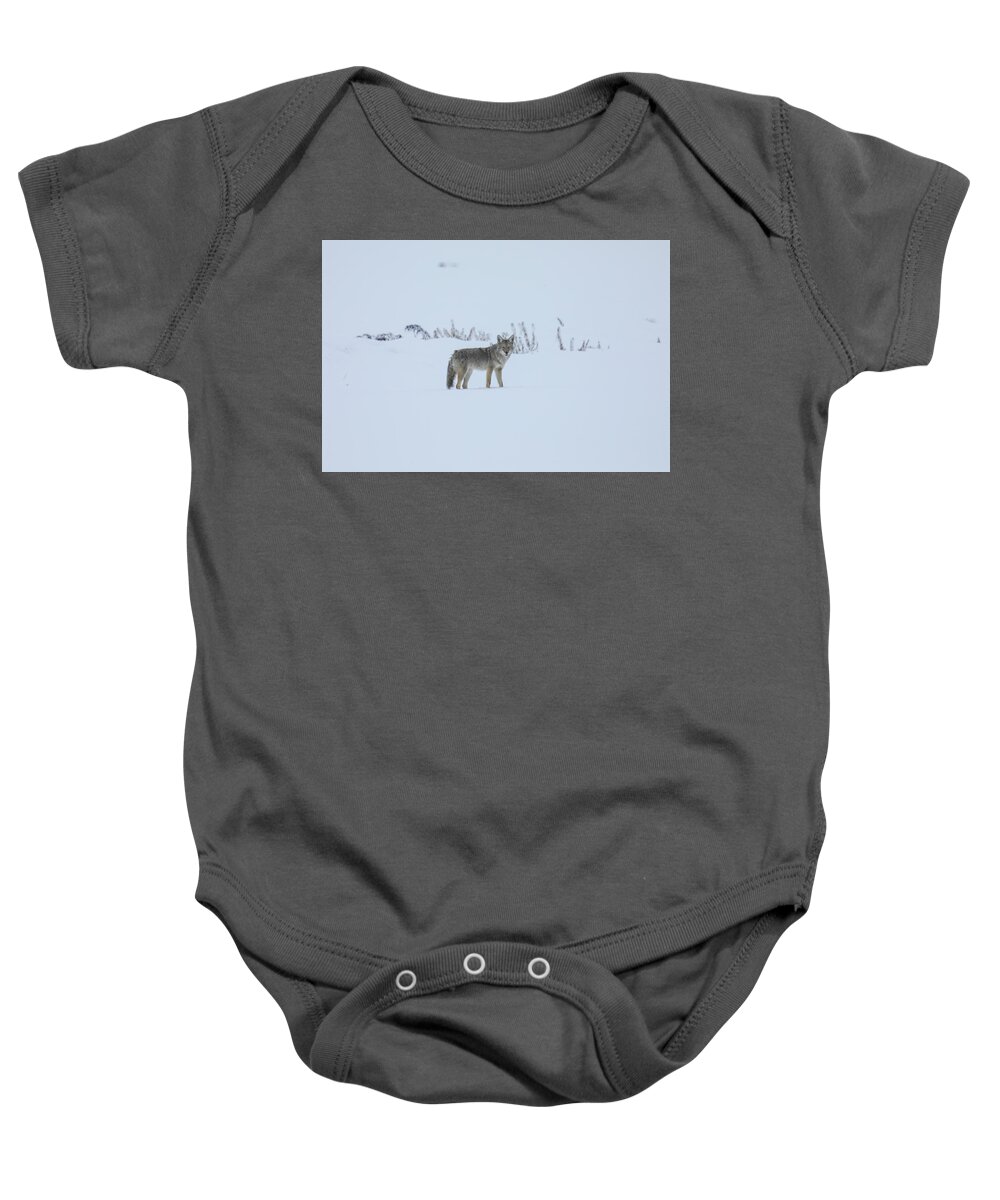 Coyote Baby Onesie featuring the photograph Lone coyote in the snow by Jeff Swan