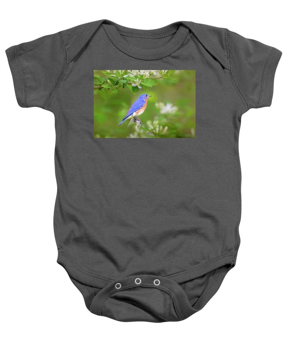 Bluebird Baby Onesie featuring the photograph Male Eastern Bluebird by Christina Rollo