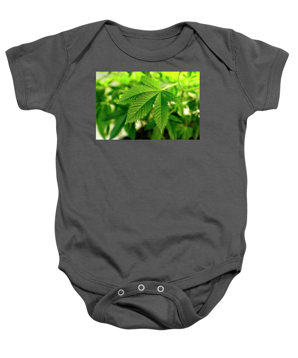 Marijuana Baby Onesie featuring the photograph Marijuana Plant by Rick Wilking