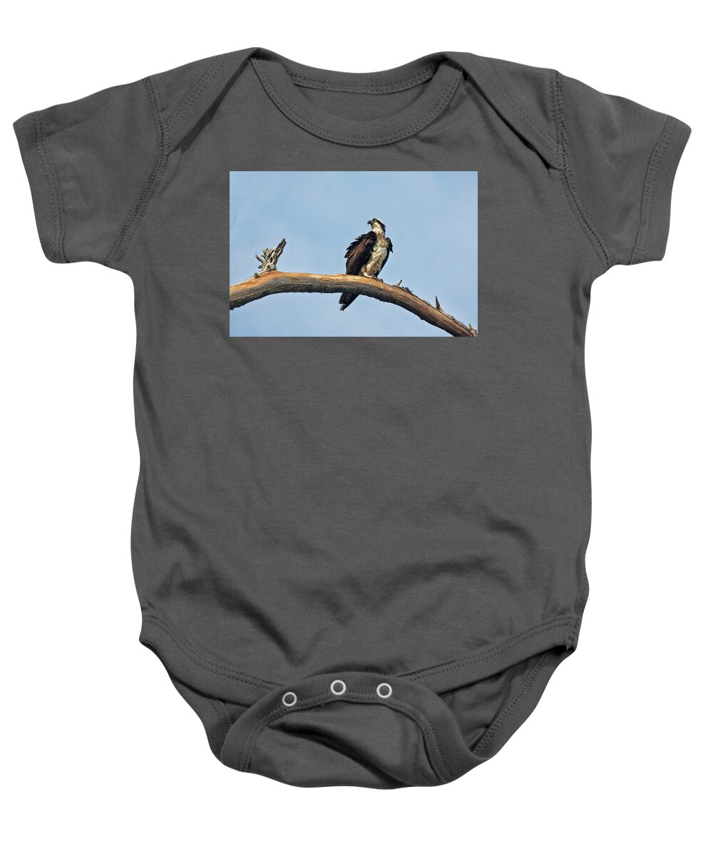 Osprey Baby Onesie featuring the photograph Osprey Perched Above White Oak River in the Croatan by Bob Decker